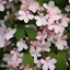 Picture of Viburnum plicatum f. tomentosum 'Pink Beauty'