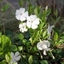 Picture of Vinca minor f. alba Gertrude Jekyll