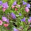 Picture of Pulmonaria saccharata Mrs Moon