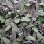 Picture of Salvia officinalis Purpurascens