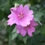 Picture of Lavatera × clementii Rosea