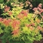 Picture of Acer palmatum Orange Dream