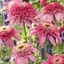 Picture of Echinacea purpurea Pink Double Delight (PBR) (Cone-fections Series)