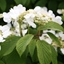 Picture of Viburnum plicatum f. tomentosum Mariesii