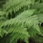Picture of Athyrium filix-femina