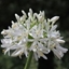 Picture of Agapanthus africanus Albus
