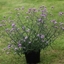 Picture of Verbena bonariensis Lollipop (PBR)