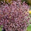 Picture of Lophomyrtus × ralphii Magic Dragon (PBR)