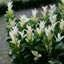Picture of Euonymus japonicus Paloma Blanca ('Lankveld03') (PBR)
