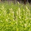 Picture of Agastache foeniculum Alabaster