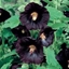 Picture of Alcea rosea Nigra
