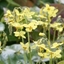 Picture of Epimedium × perralchicum Fröhnleiten