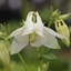 Picture of Aquilegia vulgaris Nivea