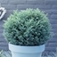 Picture of Chamaecyparis pisifera Blue Moon (PBR)