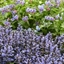 Picture of Ajuga reptans Blueberry Muffin