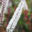 Picture of Actaea simplex Atropurpurea Group