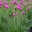 Picture of Armeria maritima Splendens