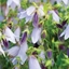 Picture of Campanula Iridescent Bells ('Iribella') (PBR)