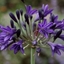 Picture of Agapanthus Royal Velvet