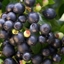 Picture of Vaccinium angustifolium BerryBux ('ZF08095') (PBR) (Brazelberry Series)