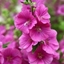 Picture of Lavatera × clementii Bredon Springs