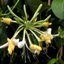 Picture of Lonicera periclymenum Sweet Sue