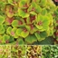 Picture of Hydrangea macrophylla Magical Green Delight ('Hokomagrede') (PBR) (Magical Series)