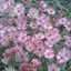 Picture of Astrantia major Sparkling Stars Pink (Sparkling Stars Series)