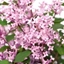 Picture of Syringa Bloomerang Pink Perfume ('Pink Perfume')