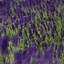 Picture of Lavandula angustifolia Hidcote