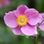 Picture of Anemone hupehensis Hadspen Abundance