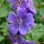 Picture of Geranium × magnificum Rosemoor