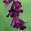 Picture of Penstemon Raven (Bird Series)