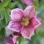 Picture of Helleborus × hybridus Harvington pink speckled
