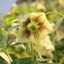 Picture of Helleborus × hybridus Harvington yellow speckled