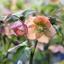 Picture of Helleborus × hybridus Harvington apricot
