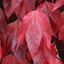 Picture of Parthenocissus tricuspidata Veitchii