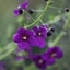 Picture of Verbascum phoeniceum Violetta