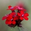 Picture of Dianthus cruentus