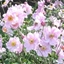 Picture of Anemone × hybrida Königin Charlotte