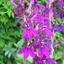 Picture of Lobelia × speciosa Hadspen Purple (PBR)