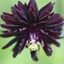 Picture of Aquilegia vulgaris var. stellata Black Barlow (Barlow Series)