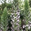 Picture of Acanthus hungaricus