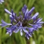 Picture of Agapanthus africanus