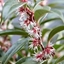Picture of Sarcococca hookeriana Winter Gem ('Pmoore03') (PBR)