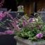 Picture of Buddleja Flutterby Petite Dark Pink ('Podaras No 10') (PBR) (Flutterby Petite Series)
