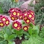 Picture of Primula auricula Piers Telford