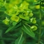 Picture of Euphorbia wallichii