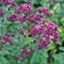 Picture of Origanum Rosenkuppel