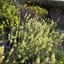 Picture of Verbascum (Cotswold Group) Gainsborough